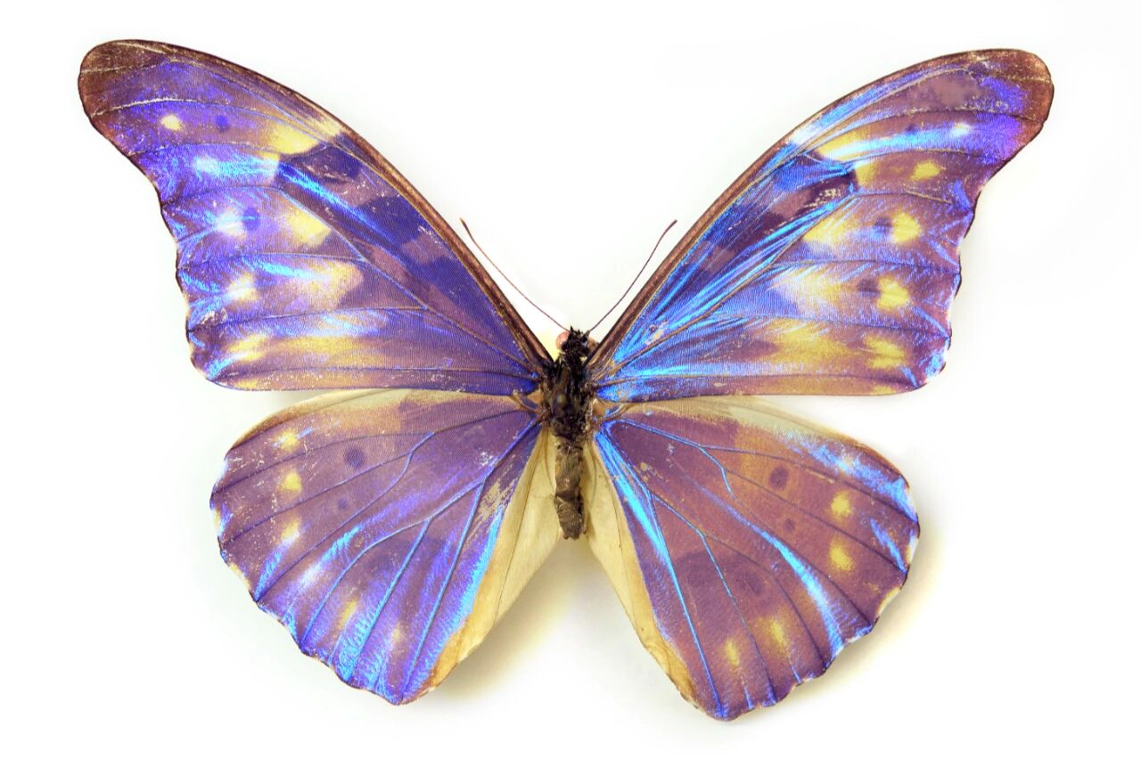 戴安娜闪蝶 这种蝴蝶被誉为morpho属最稀有的蝴蝶,包括跟它很相似但还
