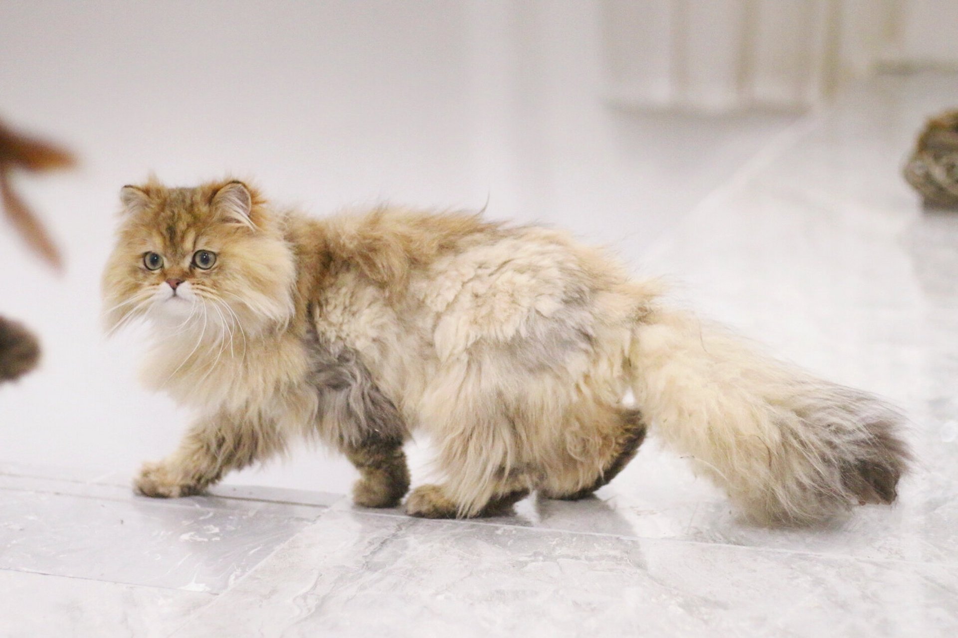 金吉拉/长毛渐层/波斯/异国长毛猫的区别?