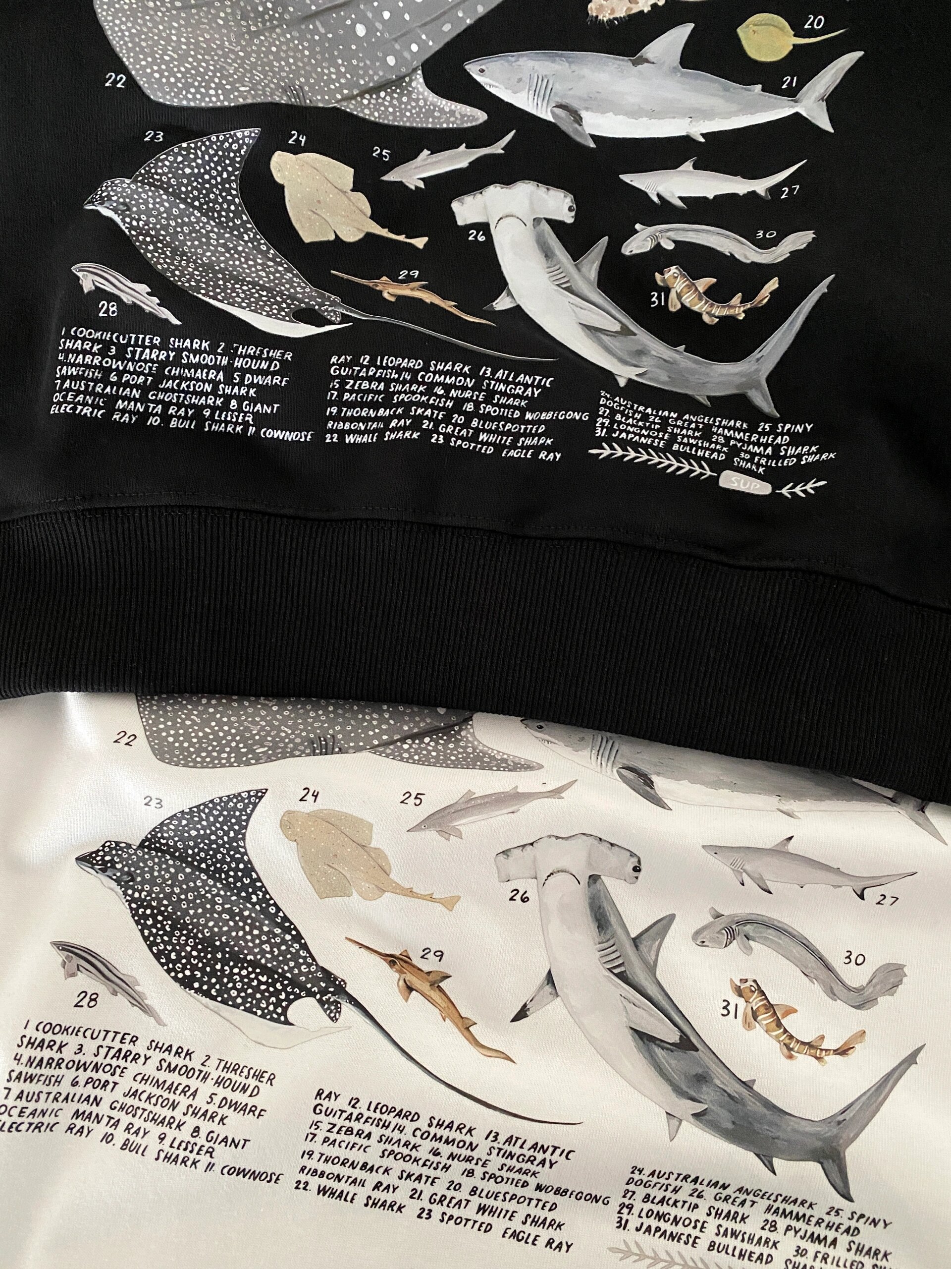 海洋里的大家伙 软骨鱼知识大科普