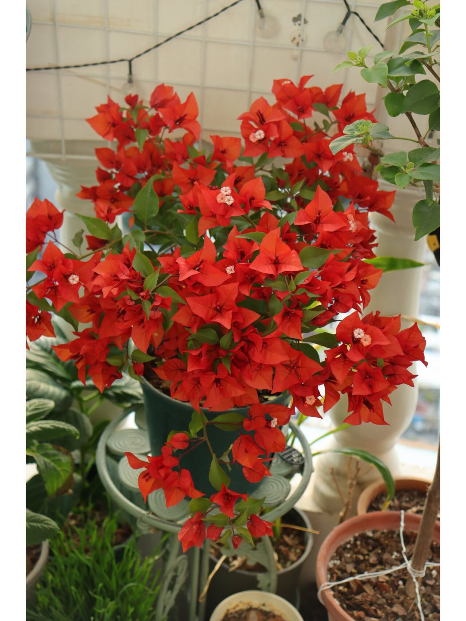 三角梅热火桑巴 桑巴早就开爆盆了,但是一直都拍不好这个红红火火的