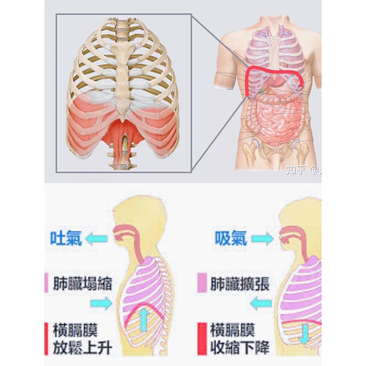 横隔膜: 横隔膜是胸腔和腹腔之间的分隔,通俗的理解,它位于心脏和双侧