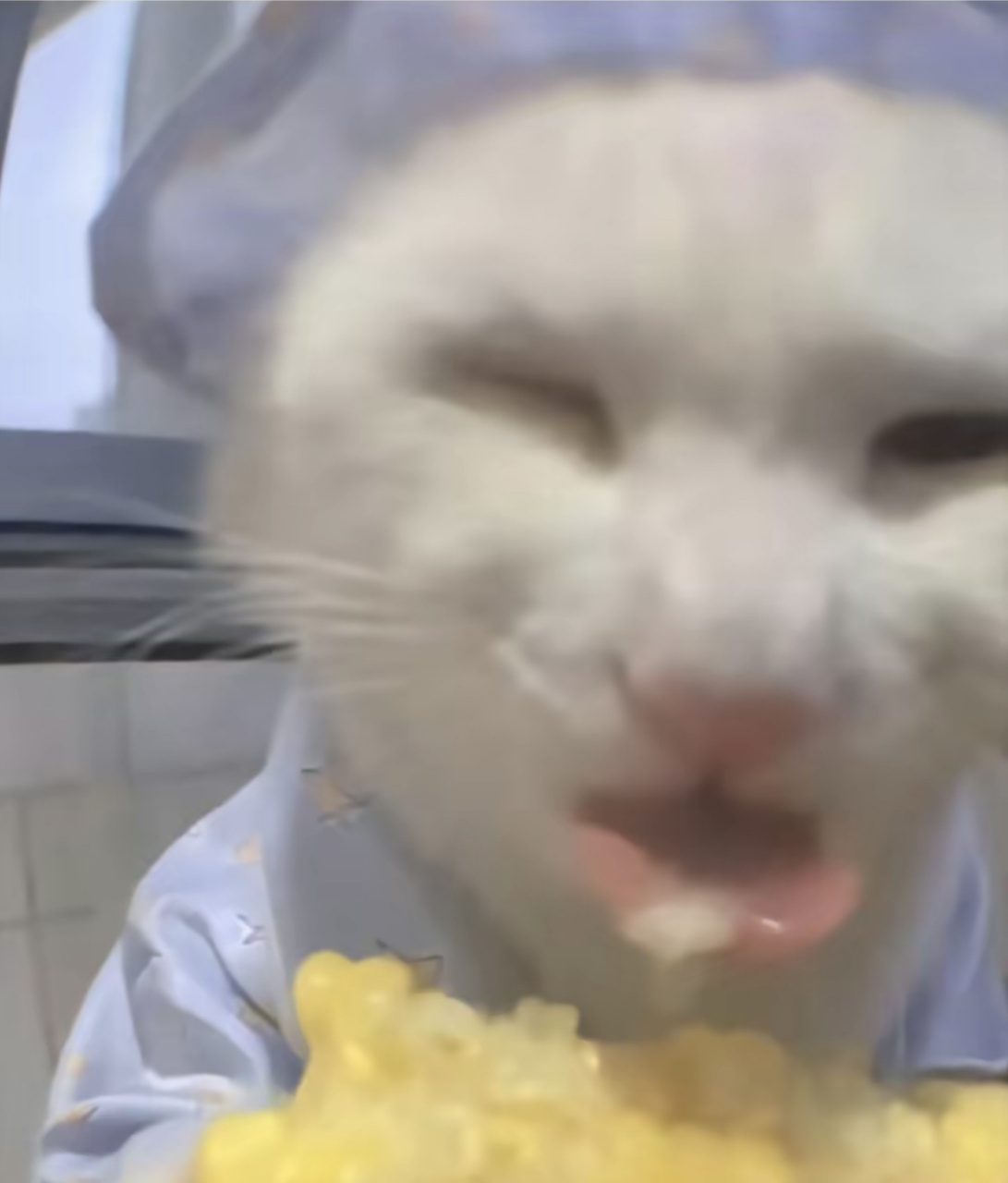 真的没人觉得这个吃玉米猫很搞笑吗 期末考压力很大,但是我看到这个猫