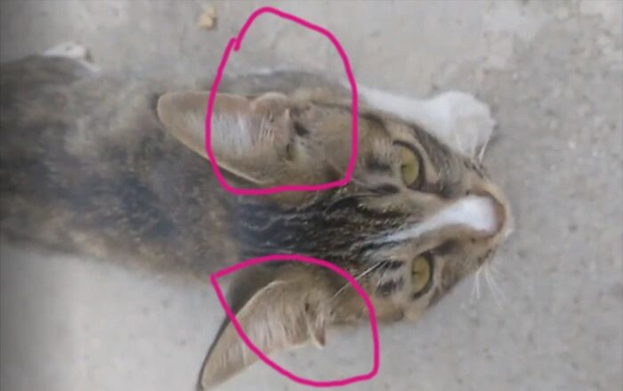 93我对四川简州猫好奇的不是它的4只耳朵,是它的起起伏伏的传说