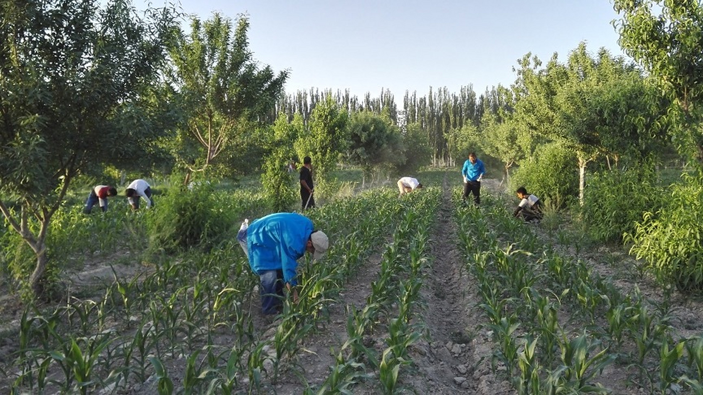 【#荒地镇缘何不再荒凉#】荒地镇位于新疆维吾尔自治区喀什地区莎车县