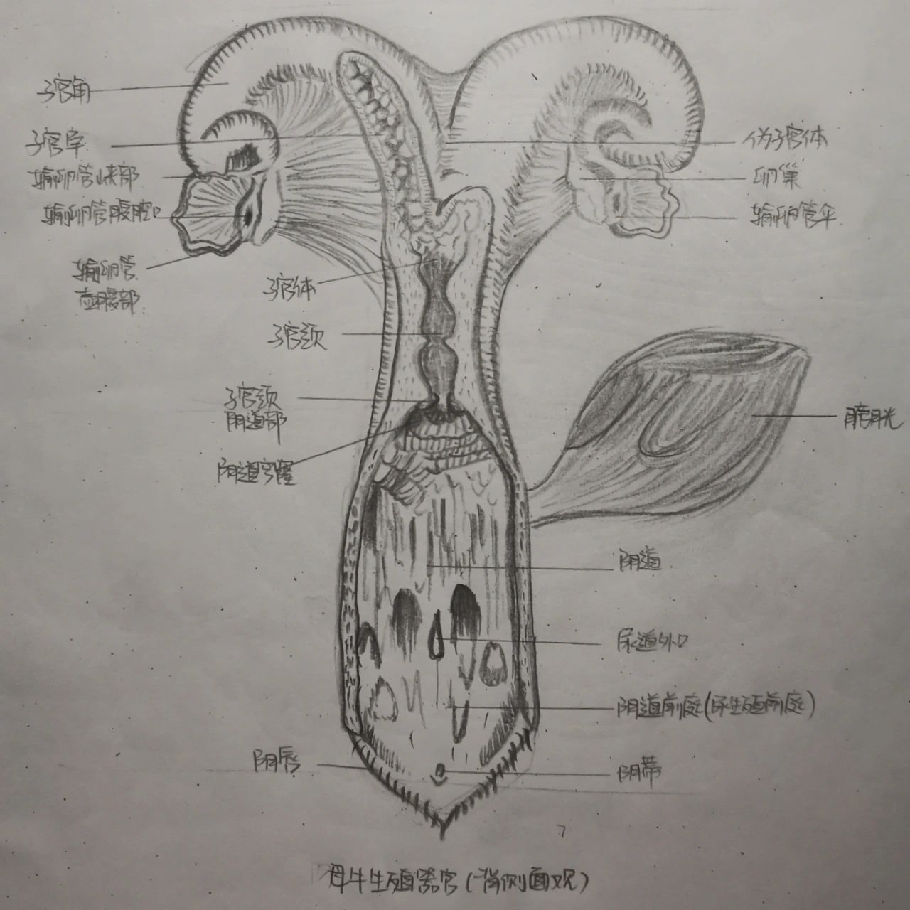 牛人工授精技术解剖图图片