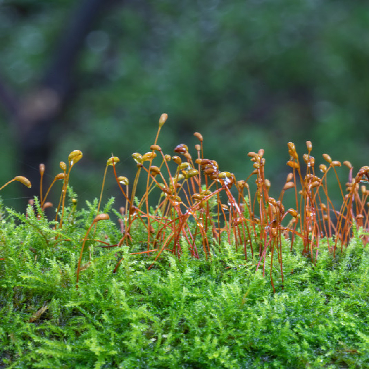 苔藓小知识(8)葫芦藓 三,藓纲 藓类植物多为辐射对称,无背腹之分的茎