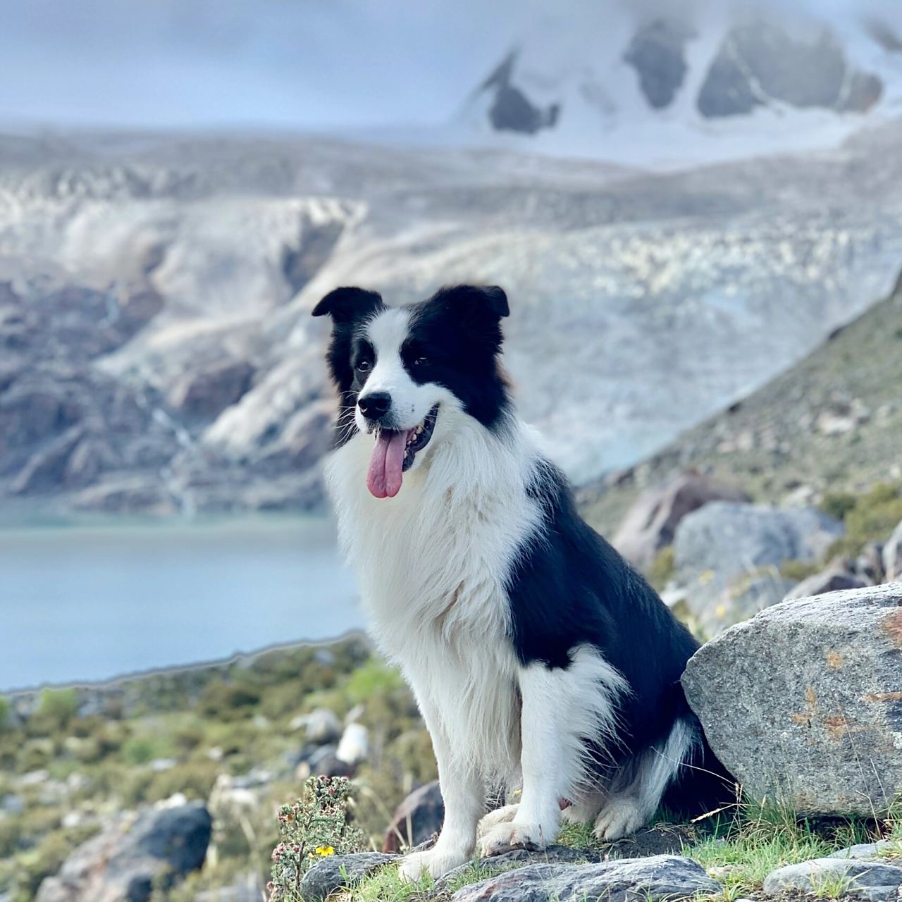 边牧七七|狗狗头像九选一