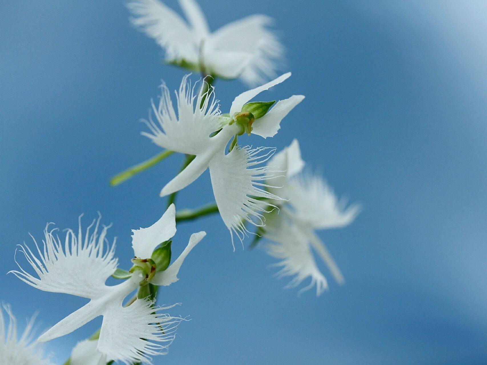 这大概是颜值最高的兰花,像翩翩起舞的白鹭 每天认识一种新奇植物