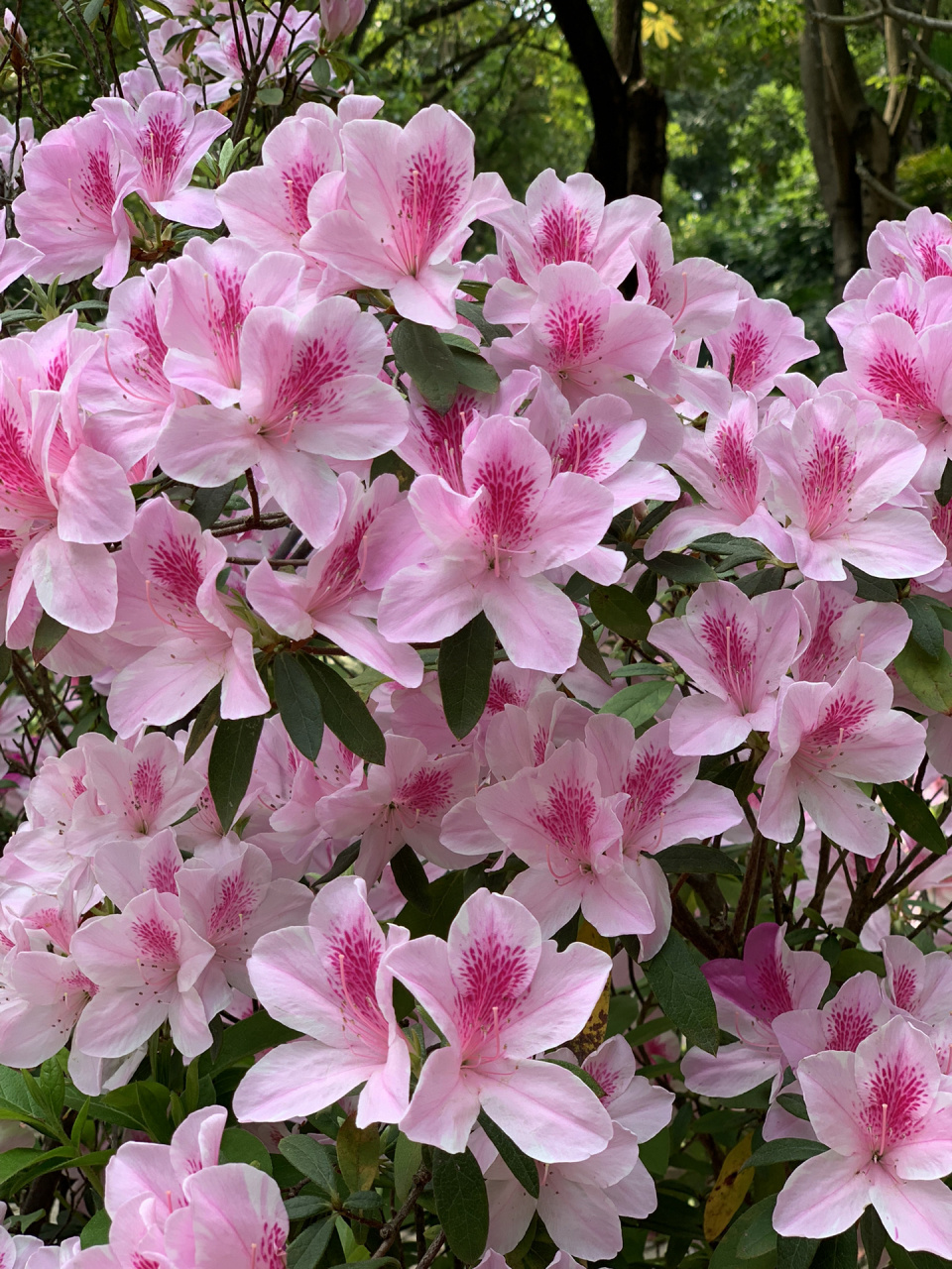 深圳福田园博园实拍 周三也这么多人 三角梅瀑布真的美,从北门和东门