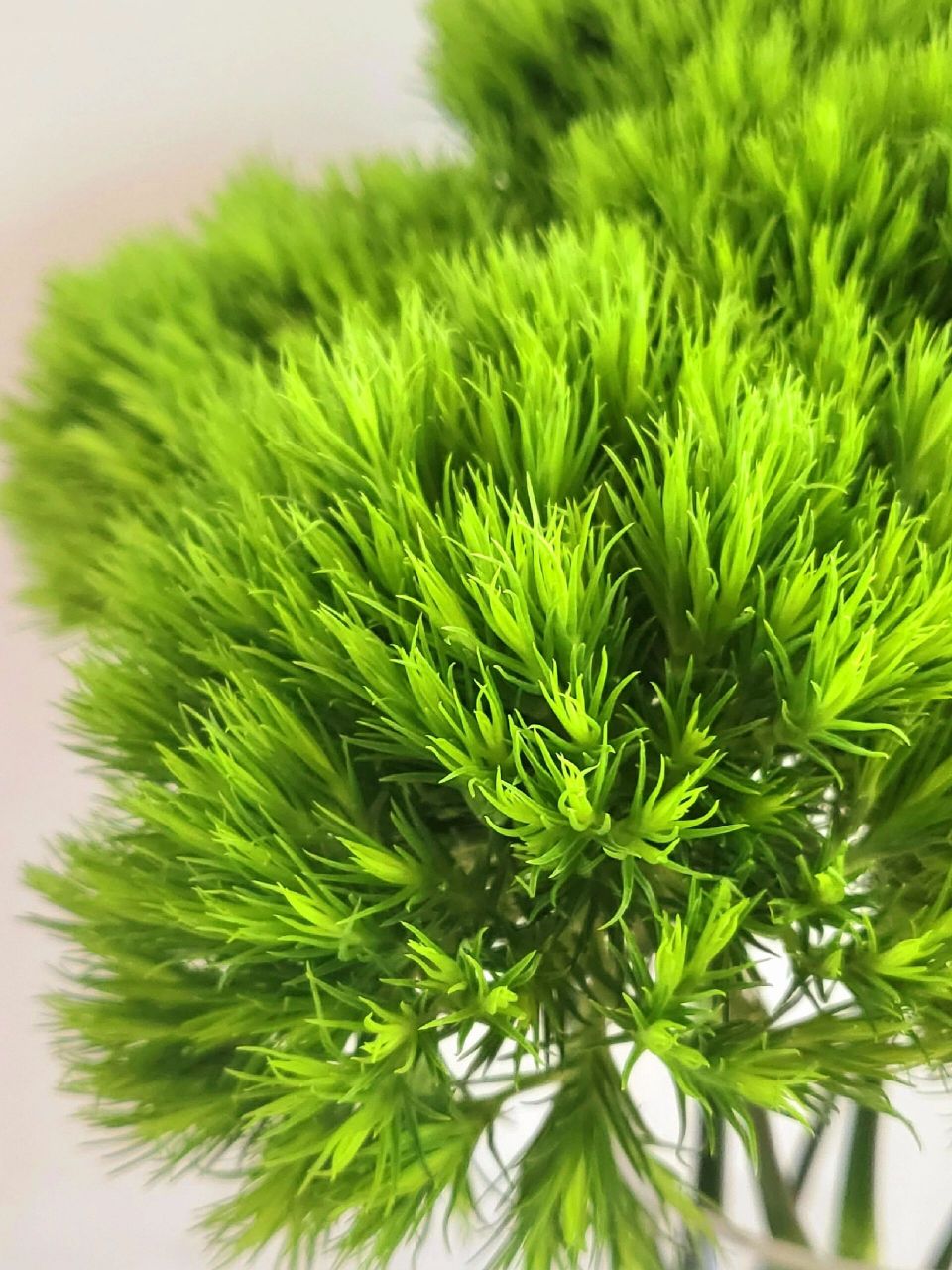 绿毛球的快乐 毛毛绒绒 可可爱爱|绿石竹 绿毛球是石竹科石竹属的植物