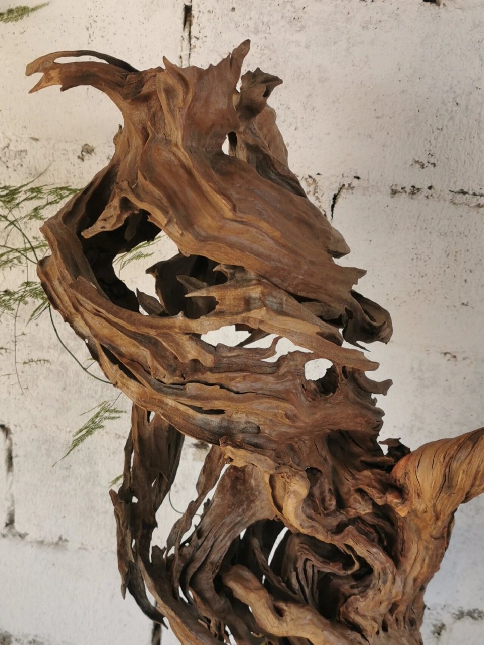 很精品的一个根艺摆件 婀娜,镂空,风化无一不是大自然的杰作.