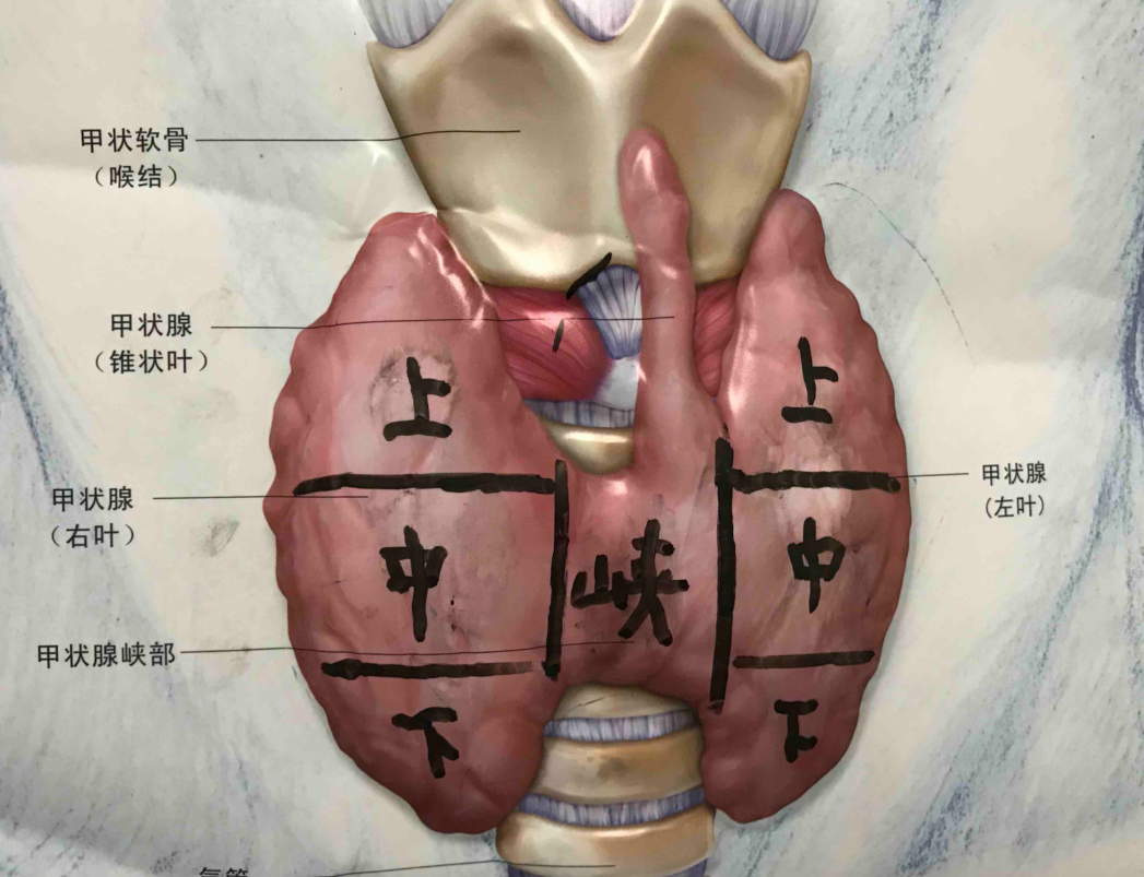 甲状腺是人体最大的内分泌腺体,主要负责合成甲状腺激素,调节身体的新
