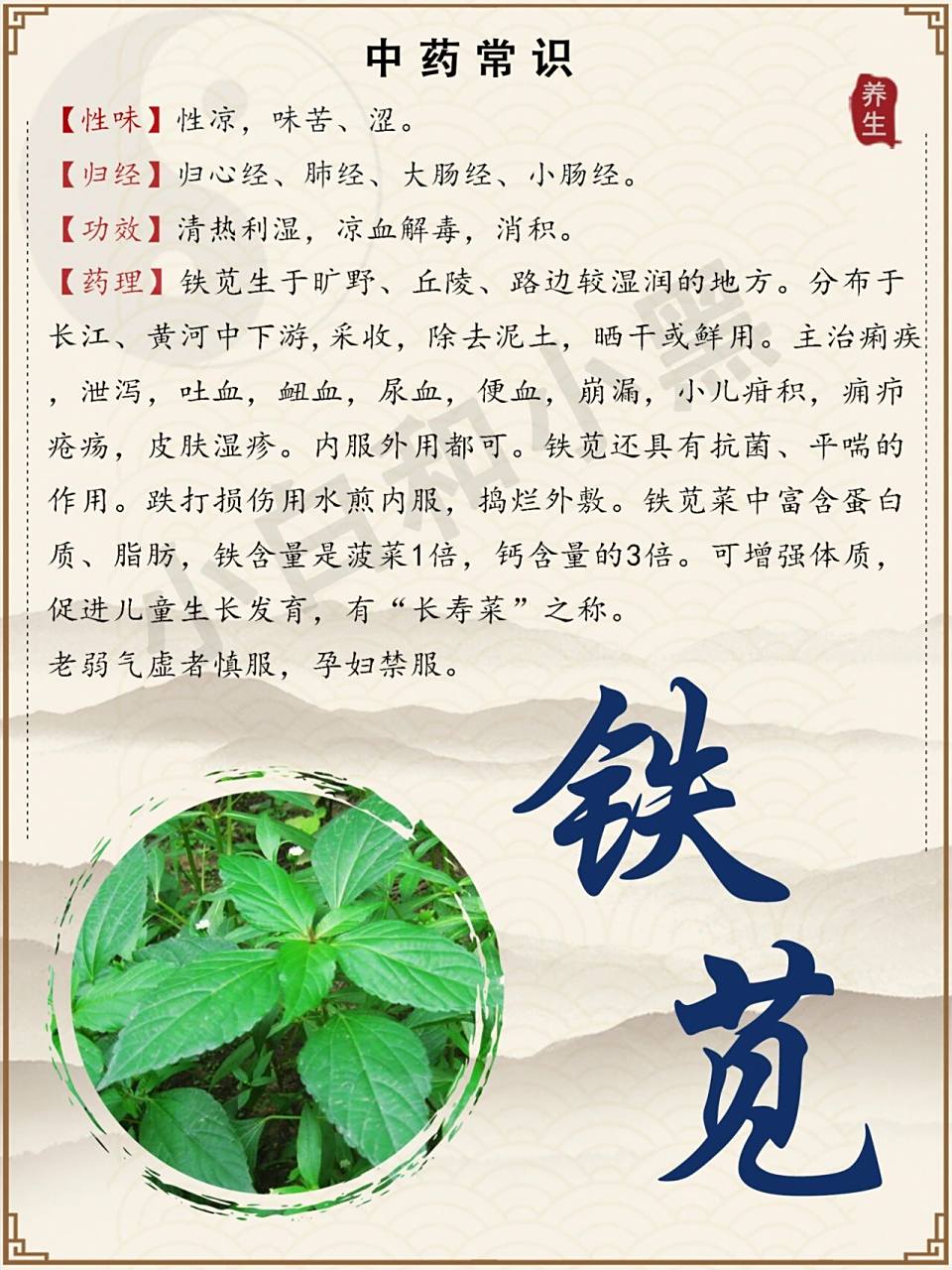 每天了解一种中药:铁苋菜 别名:铁苋菜,六合草,血见愁,喷水草,人苋,海