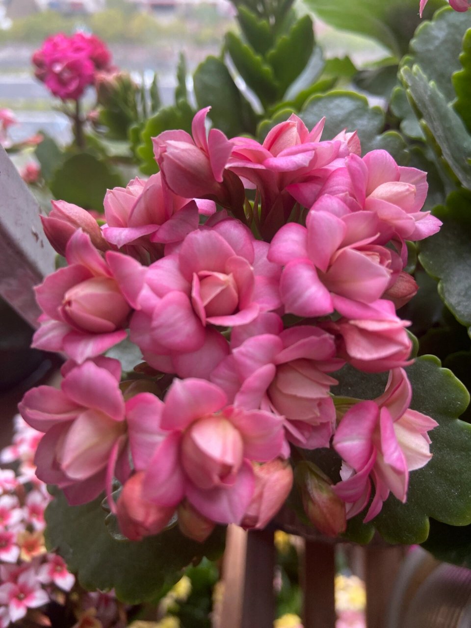 长寿花-达科塔 老品种了,有名的白粉病妹,但是自愈性又很强.