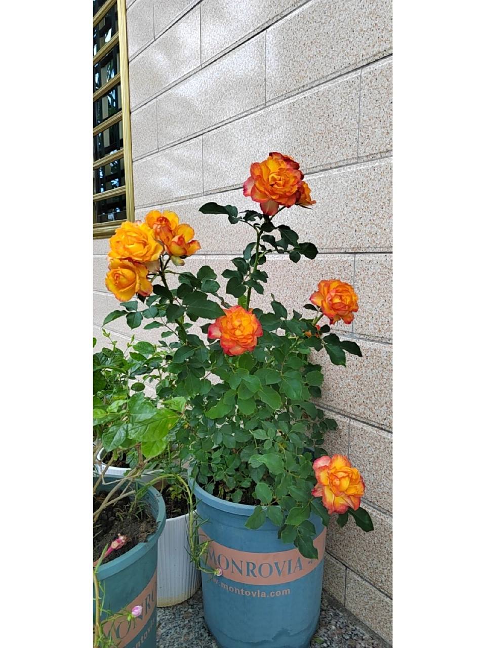 月季—火焰 它的名字叫火焰,远远望去真的像一团燃烧的小火苗.