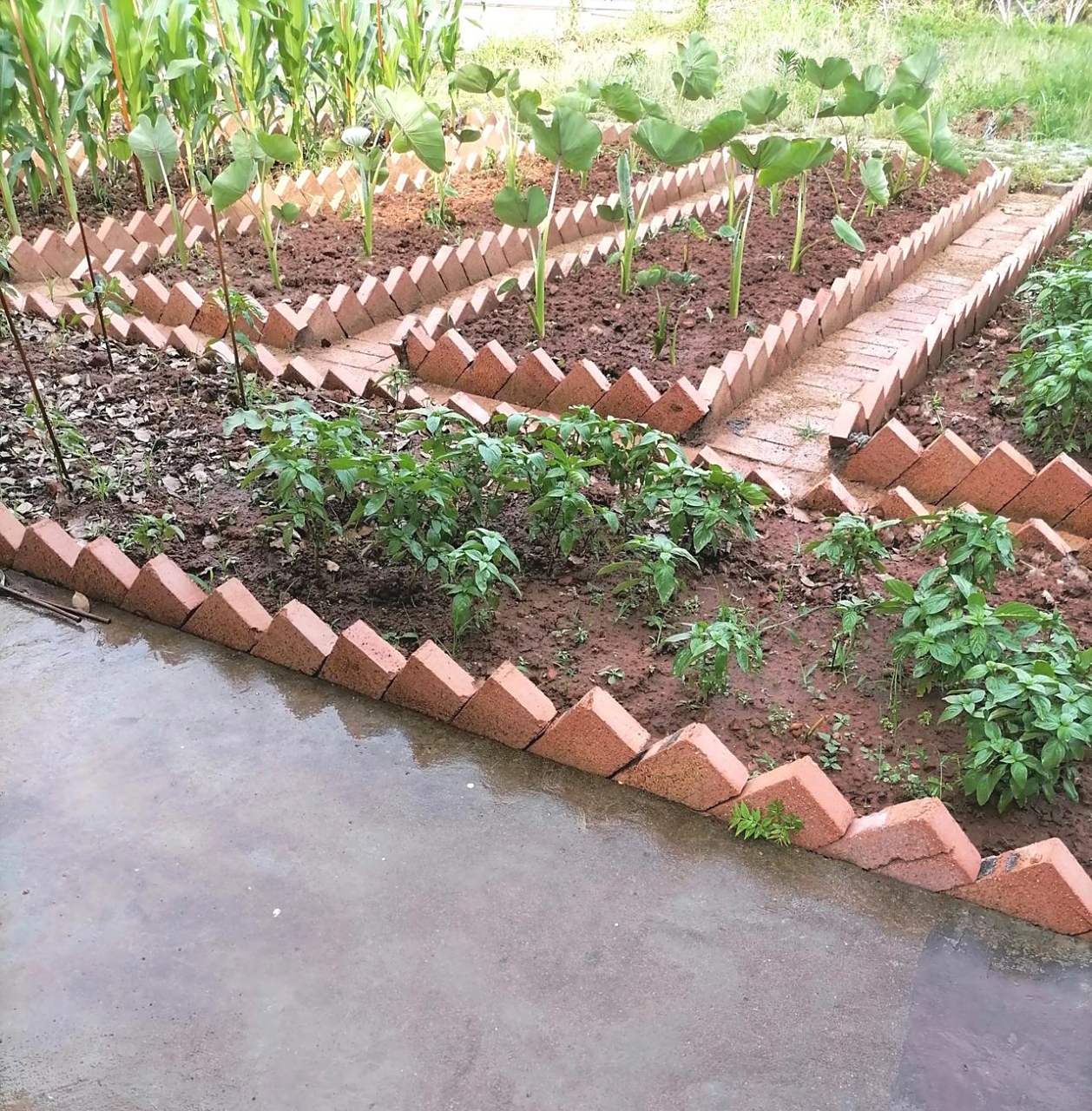 做这样的菜园真的不用多少钱,砖块才5毛一块.