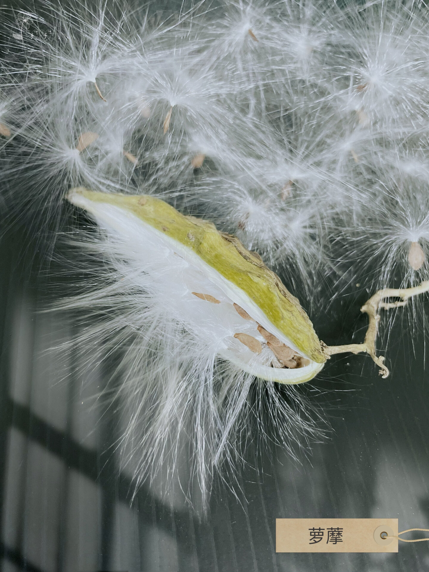 神奇的植物|萝藦
