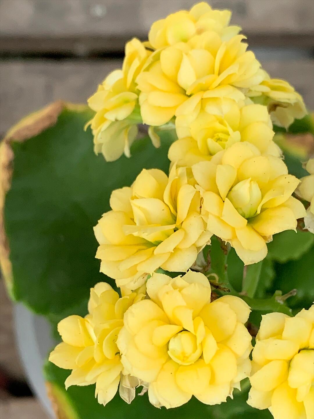 柠檬冰淇淋长寿花(36),黄色系列