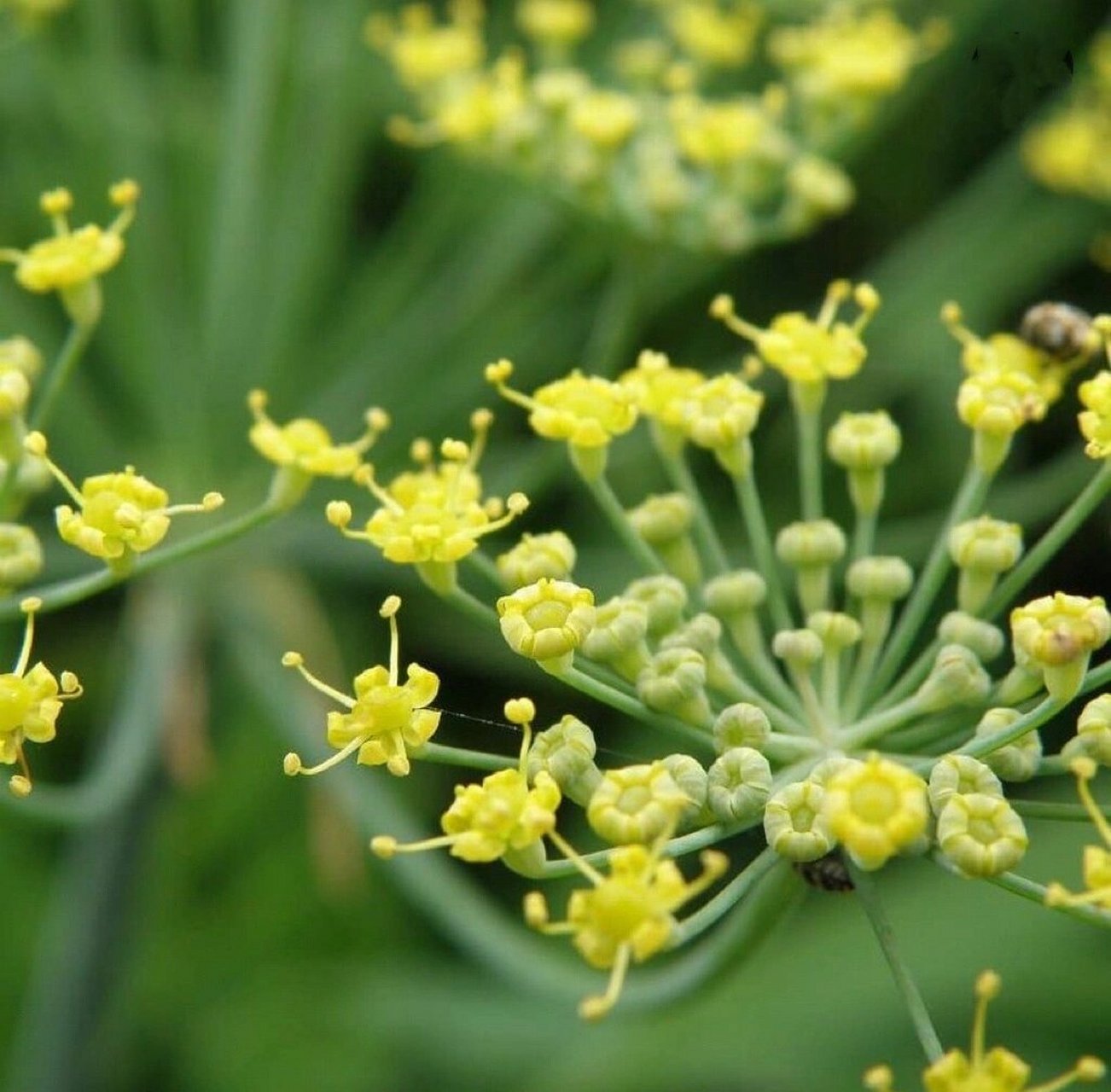 每日一花 46| 茴香 foeniculum vulgare 61茴香,也被称为甜茴香,汉