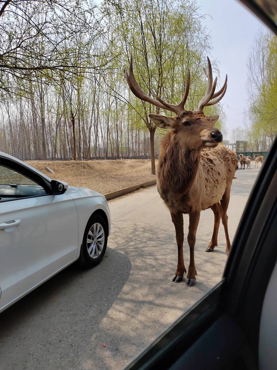 衡水野生动物园攻略 门票分车和人两种,一辆车是30,据买票人—也就是