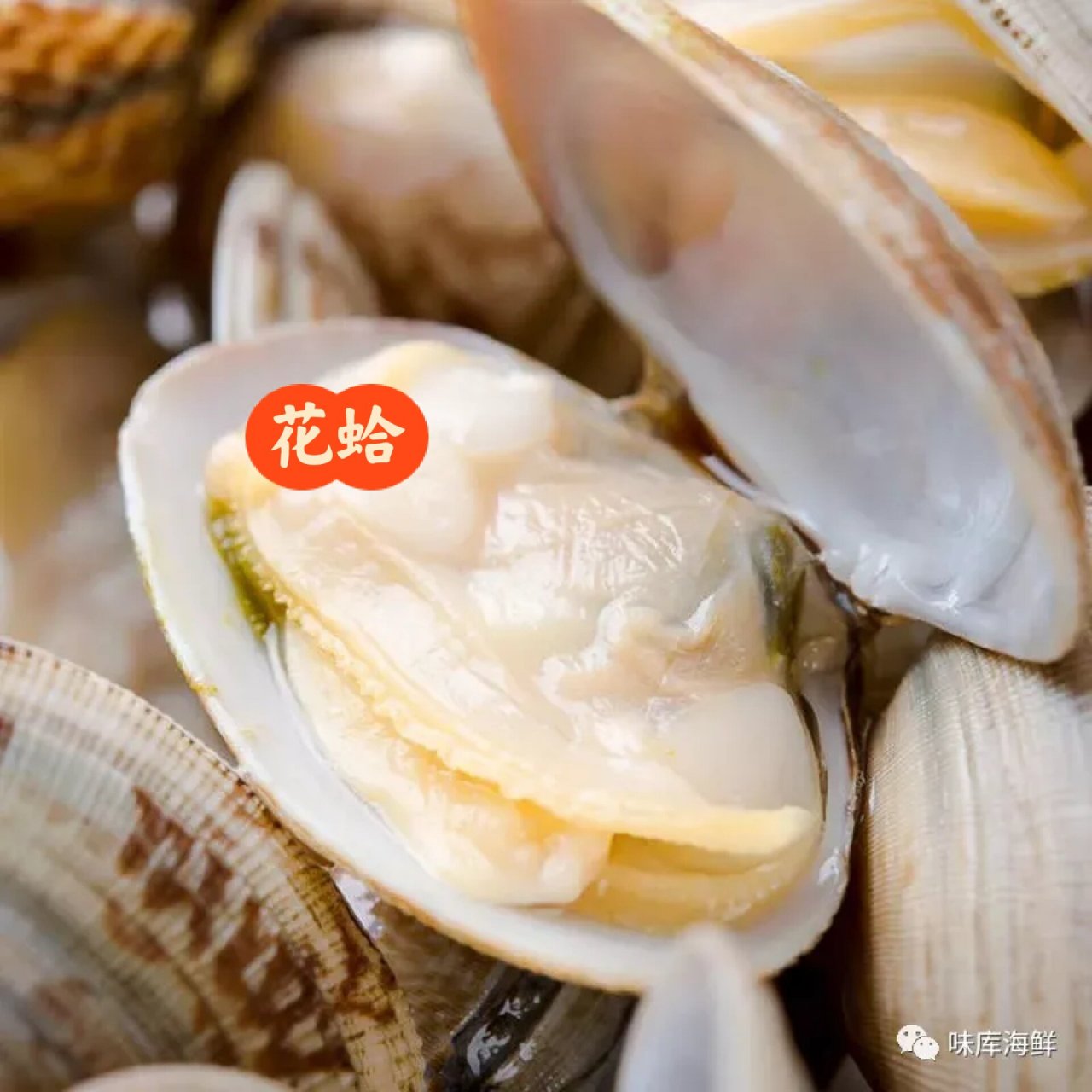 蚬子,蛏子,花蛤,蚶子,教你分辨一图解决 收藏起来,分辨一下海鲜