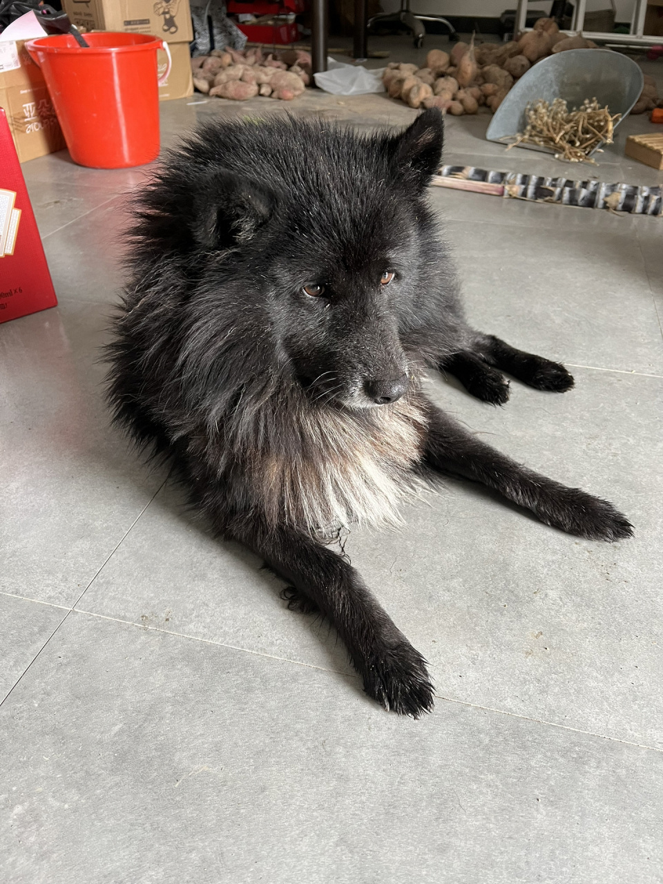 黑色萨摩耶又来咯