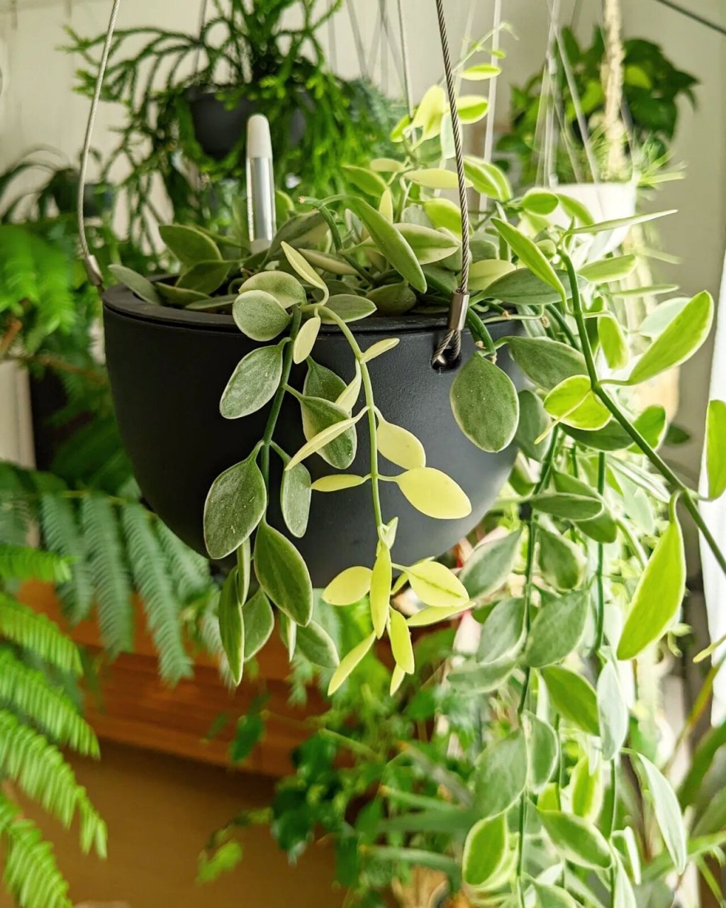 金边翡翠,很适合在家里养的藤本植物 室内小清新植物推荐02#我爱