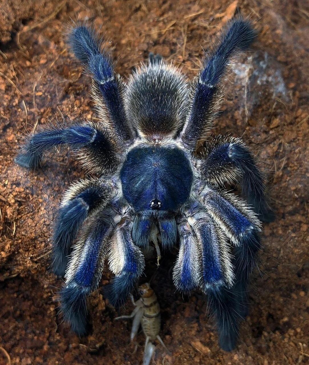 委内瑞拉红绿橙 (chromatopelma cyaneopubescens) 图2.