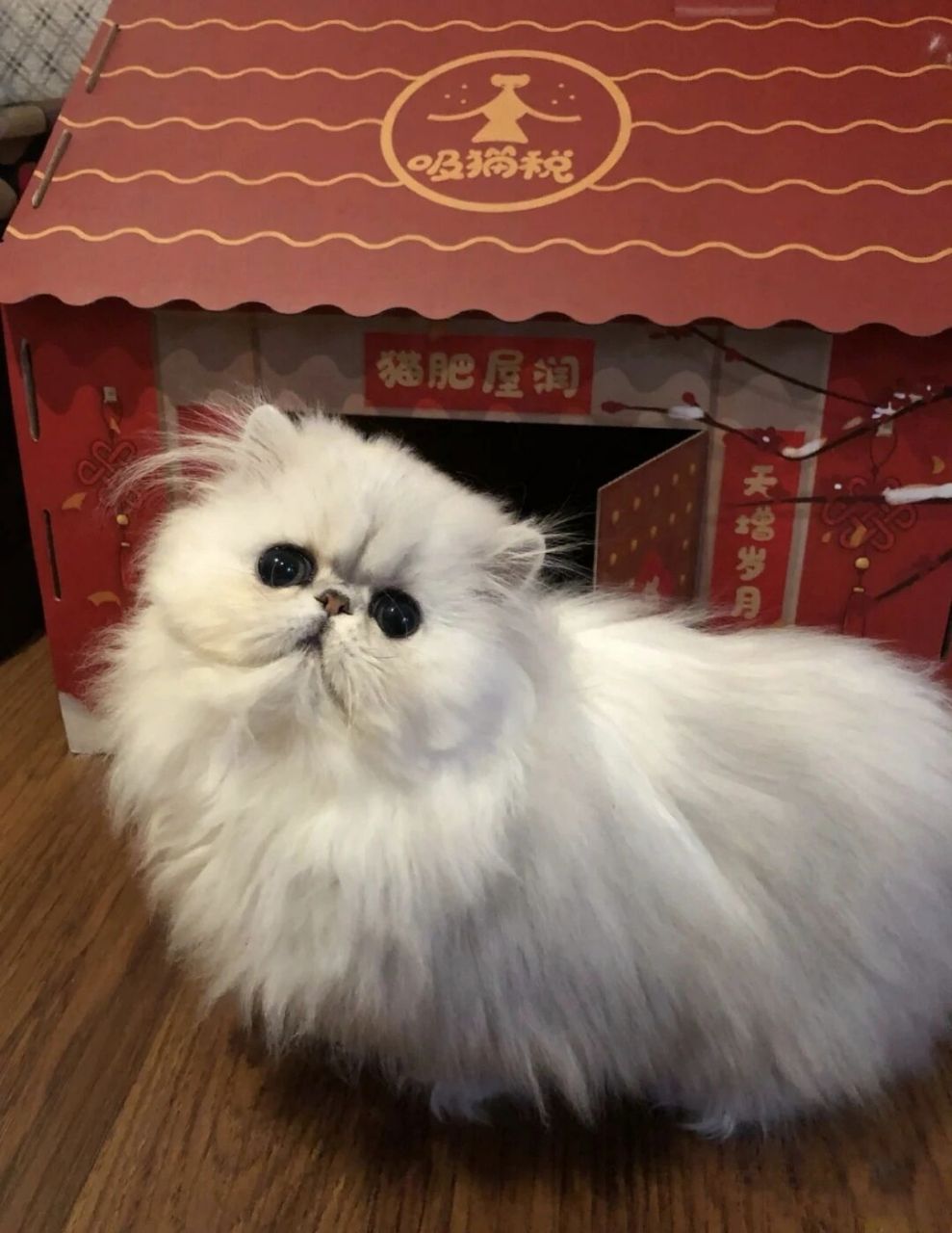 阿富汗长毛猫图片