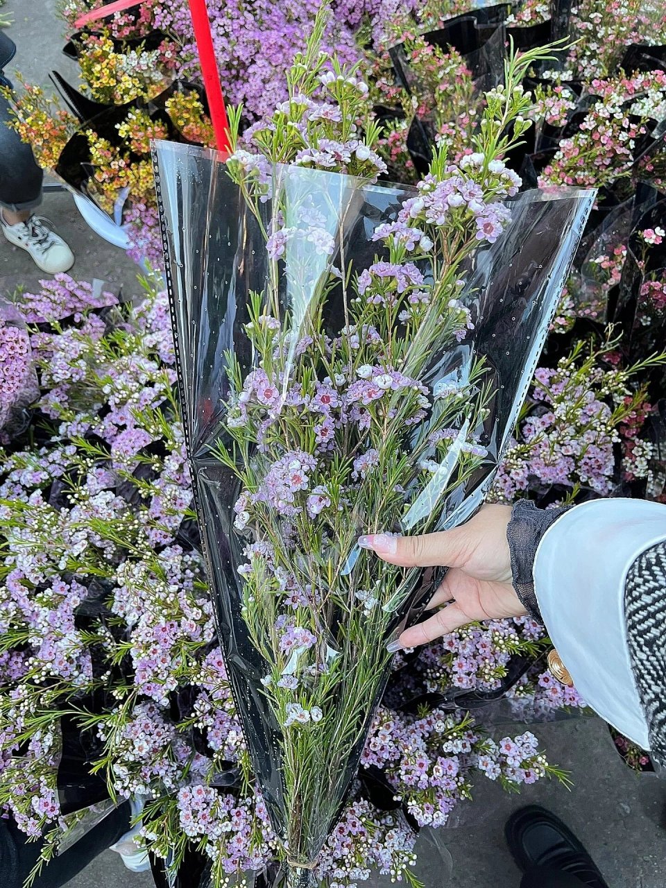 冬天来了,就适合养腊梅～插瓶一刻美爆了 澳洲腊梅逬口花花 圏片色力