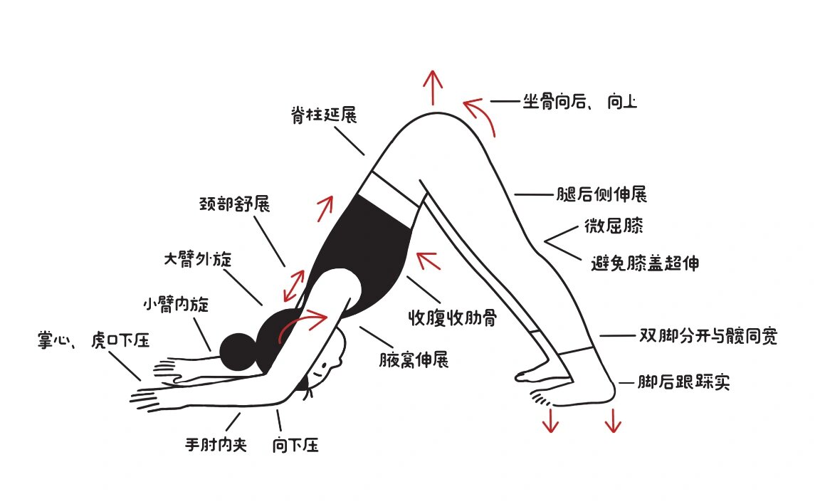 每日一个瑜伽体式——海豚式