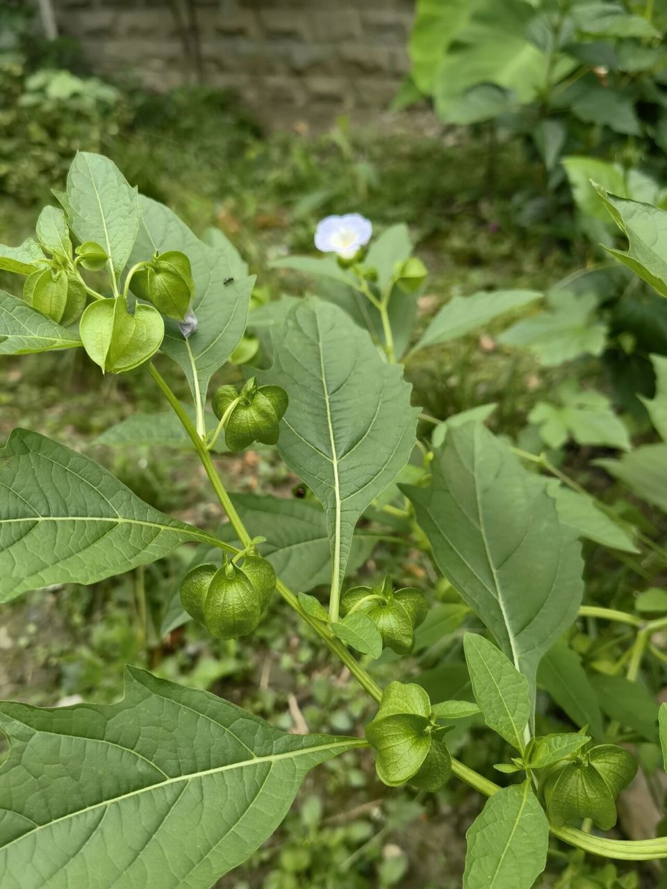 她们说的新鲜的冰籽搓出来是白色的🐱 明天就去试试!