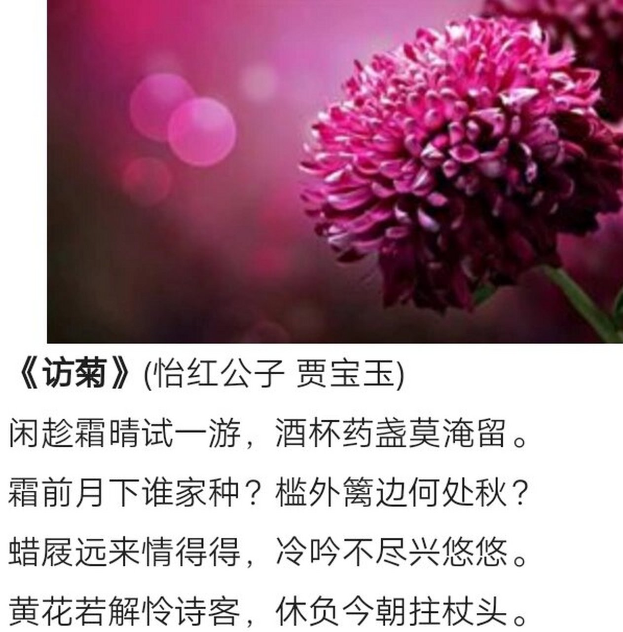 《红楼梦》菊花诗十二首‖欣赏(一)