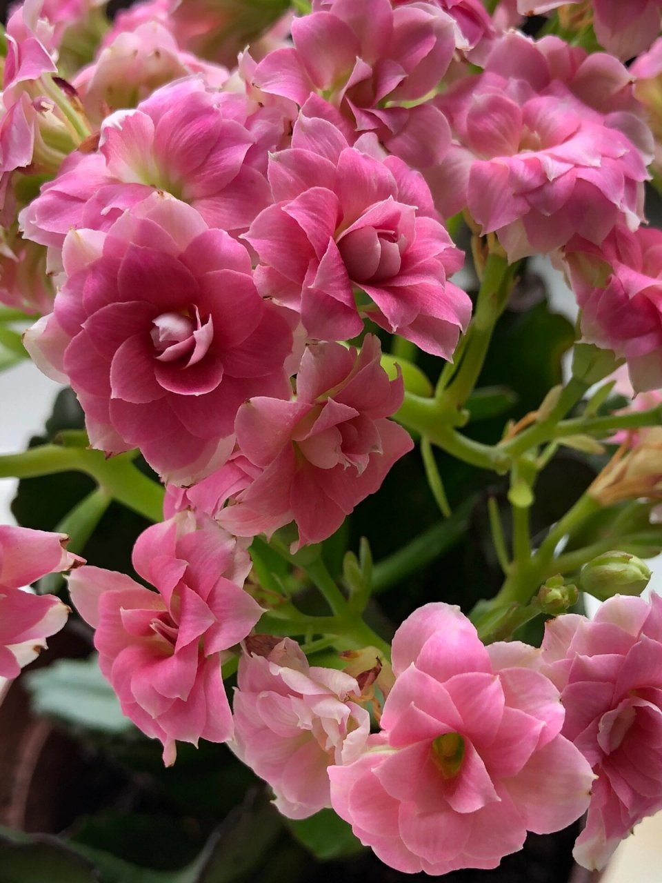 长寿花—红桃皇后(43) 红桃系列大漂亮,这个品种太优秀了,越开越好看