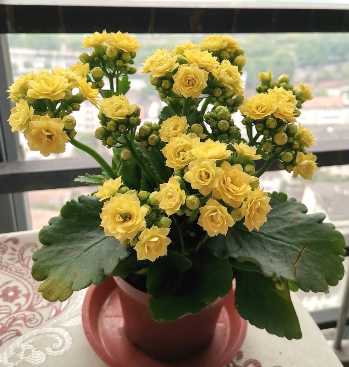 长寿花—精灵(西伦) 黄色系列长寿花——精灵,也叫西伦,这种黄色花