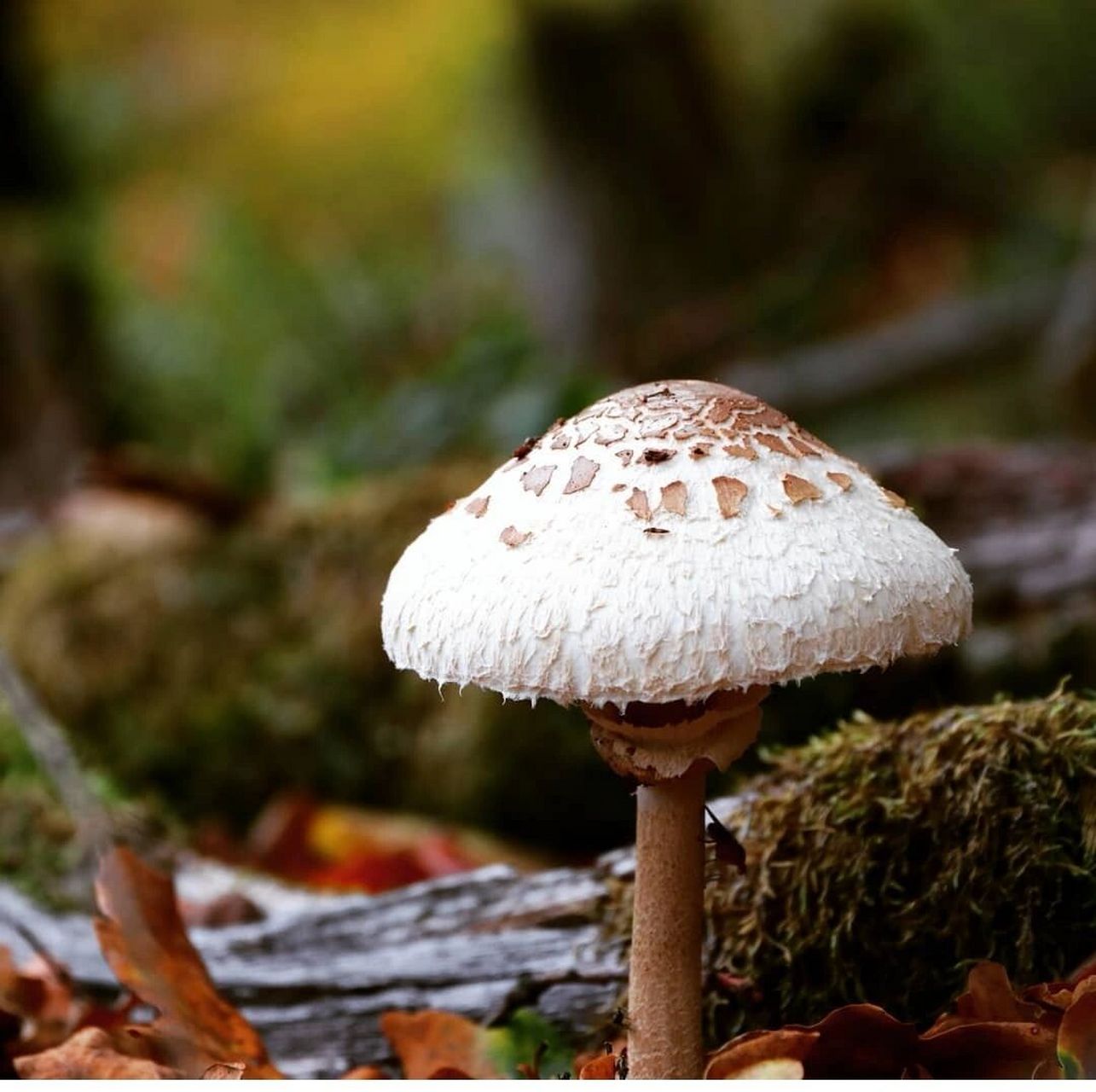 高大环柄菌菇的识别方法9990961 91中文学名:高大环柄菇, 又