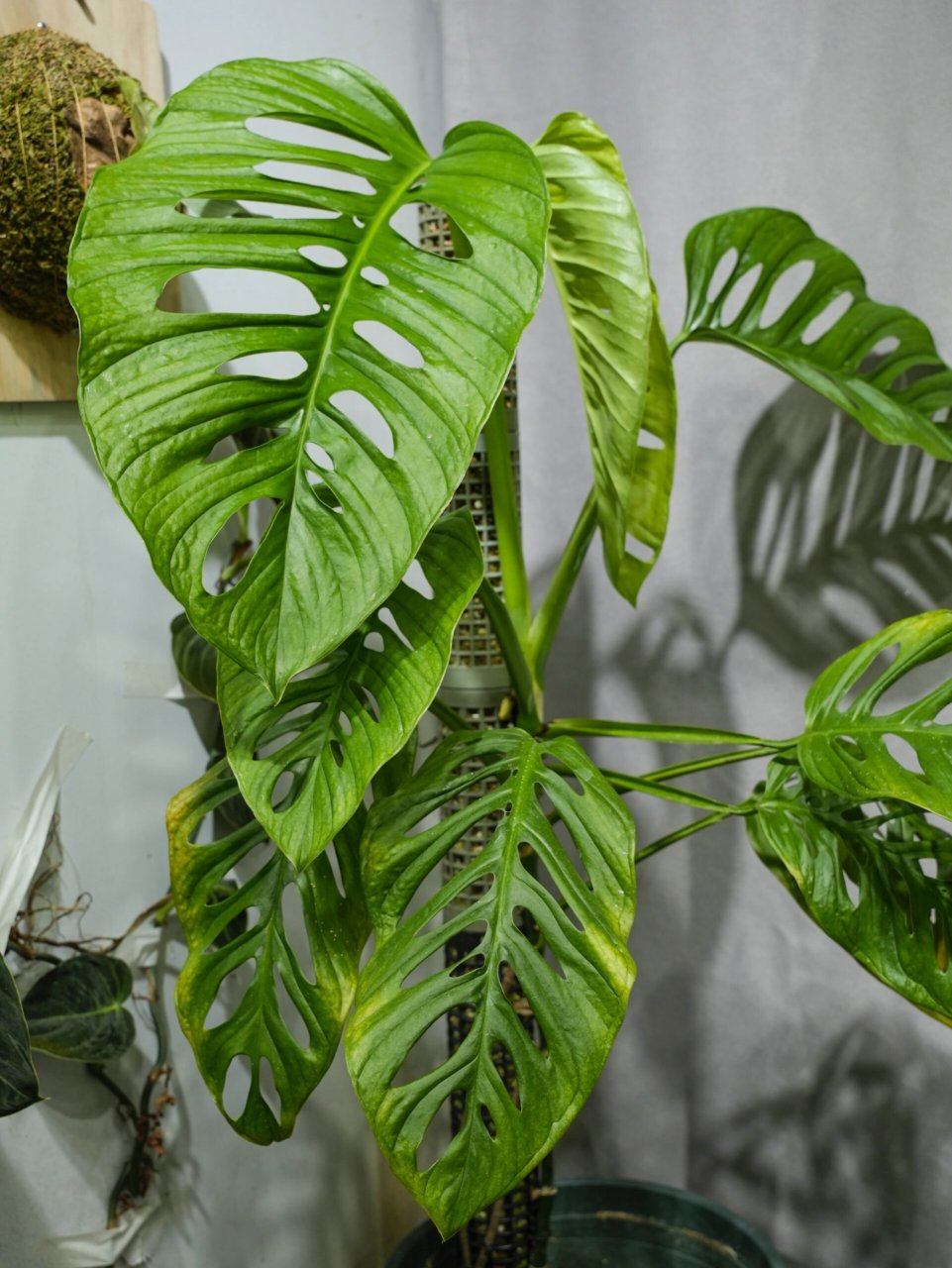 我要来说说仙洞龟背竹和巨洞龟背竹.