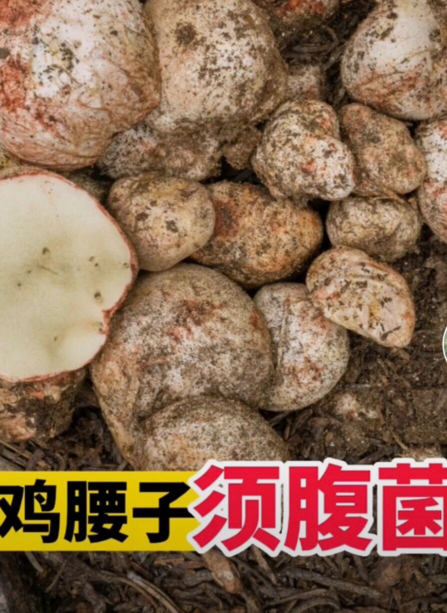 云南野生菌 云南野生菌-鸡腰子须腹菌