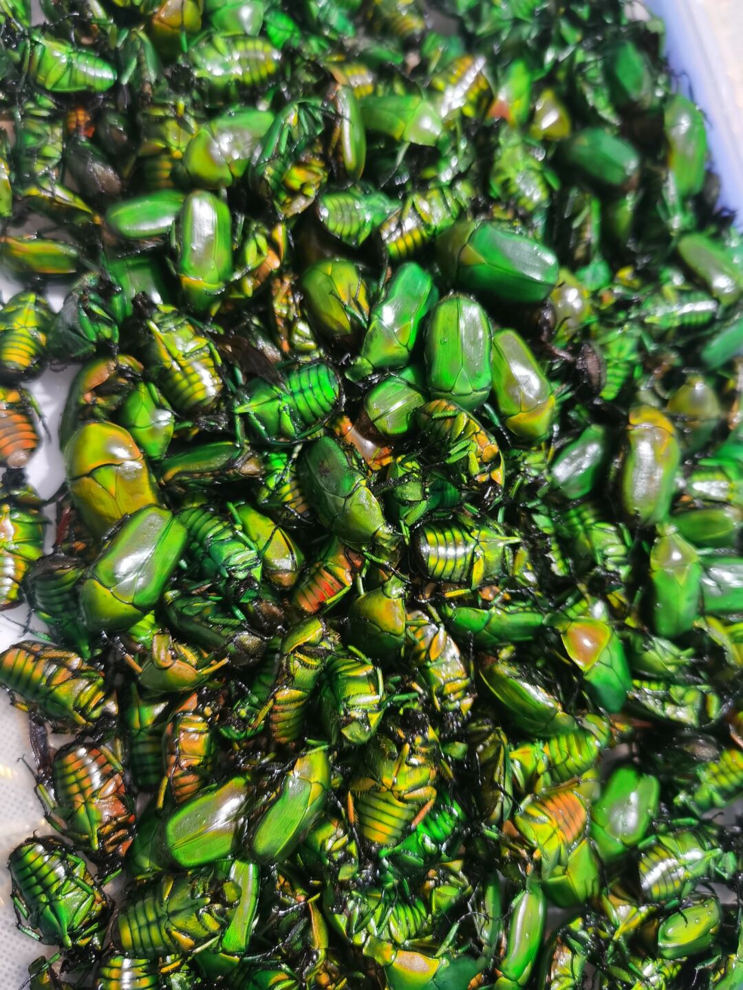 这一盘金龟子够炒菜了