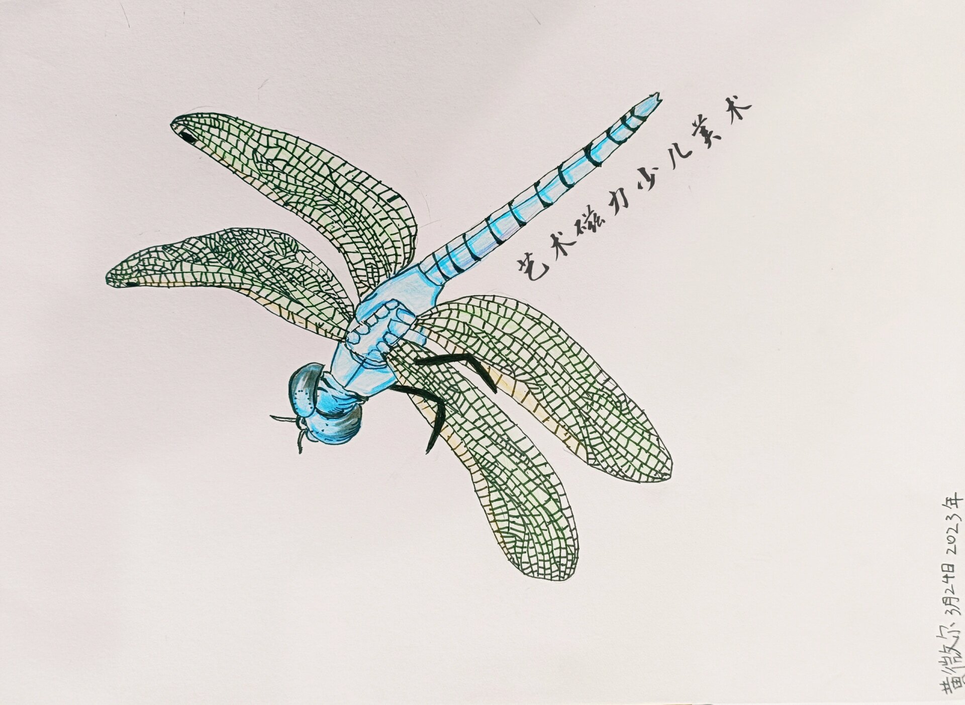 蜻蜓写生 画一组蜻蜓,记号笔77彩铅
