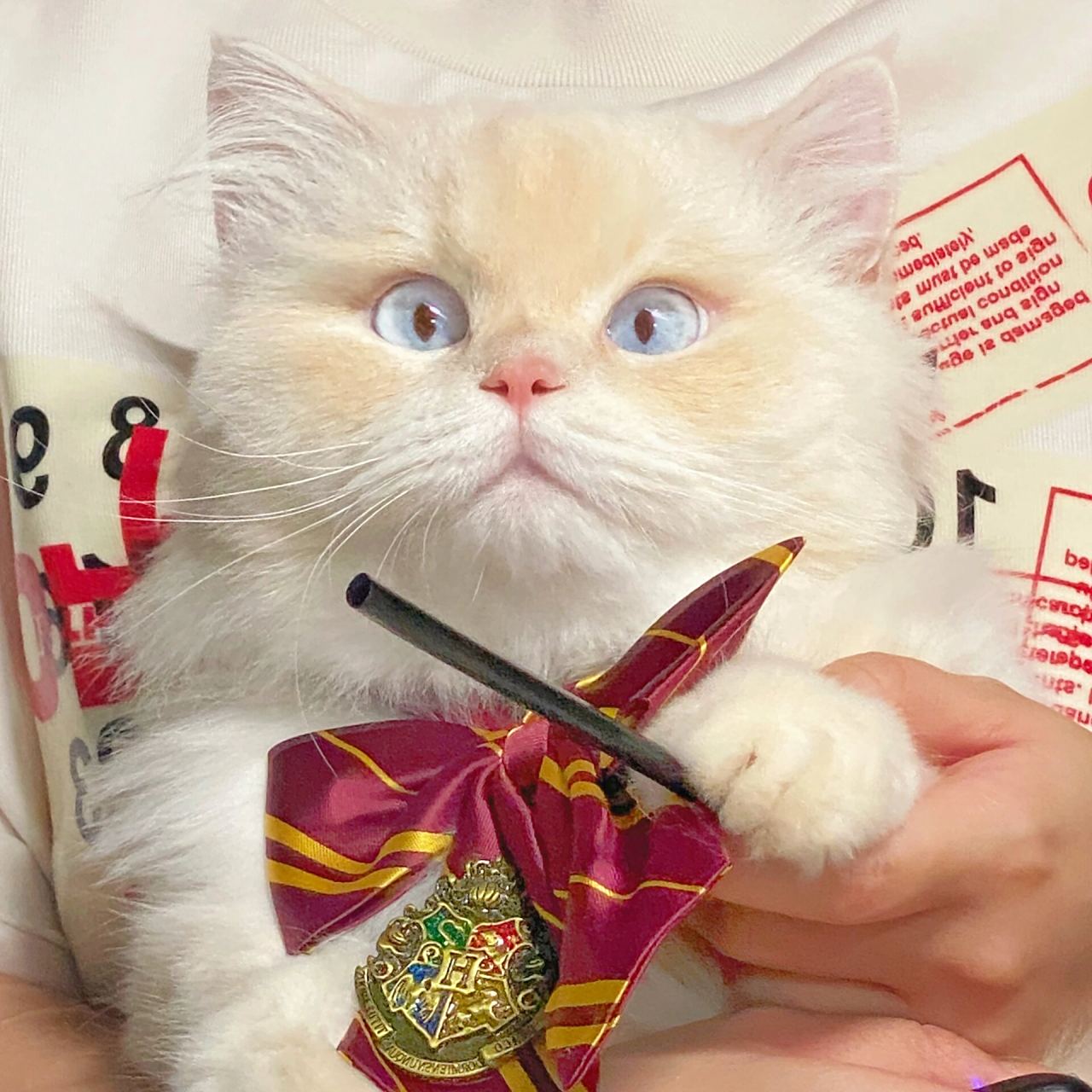 这位格兰芬多怎么刚带上分院帽就会咒语了!