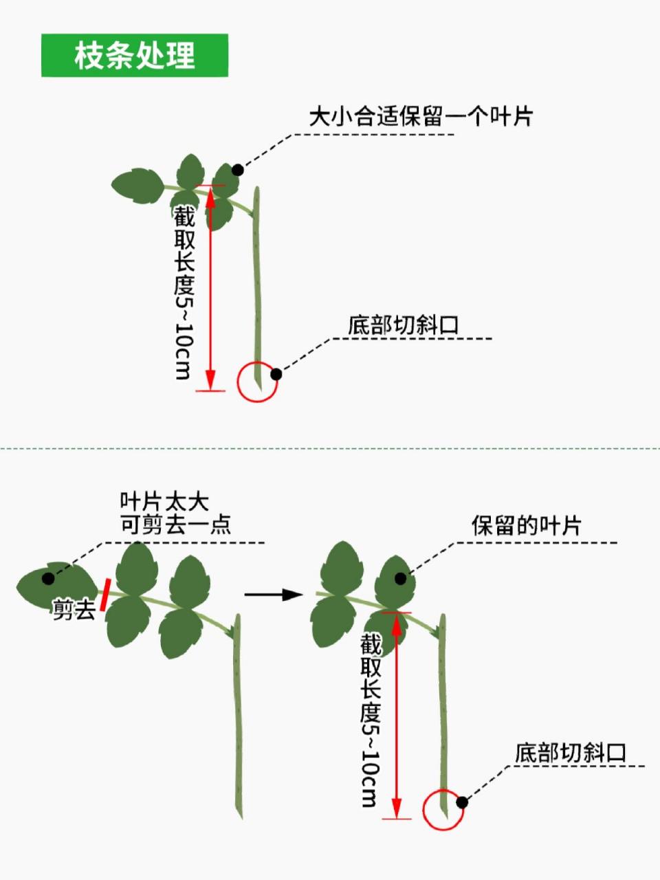 大家好哇,花后修剪的枝条大家是直接扔了还是用来扦插,小鹿都是用来