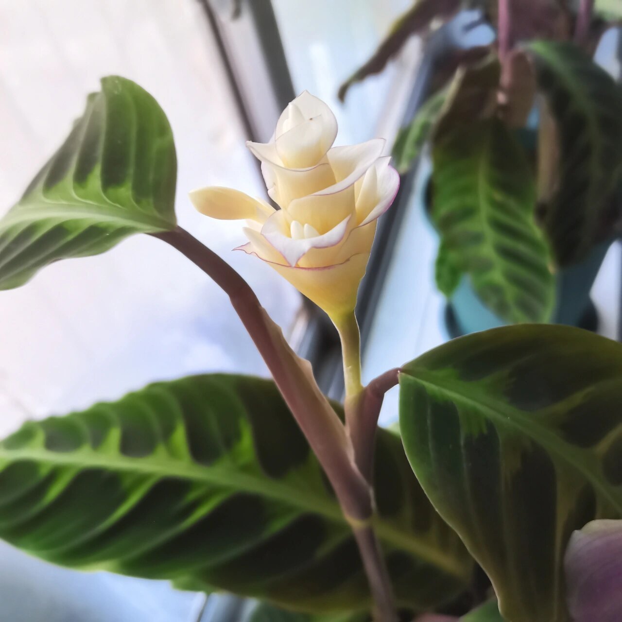 紫背天鹅绒开花 我养的紫背天鹅绒竹芋开花了,太美了!