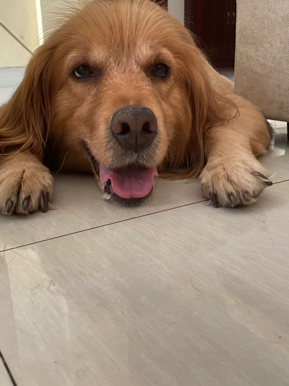 金毛尾巴不长毛 我们家狗狗皮肤病差不多好了!