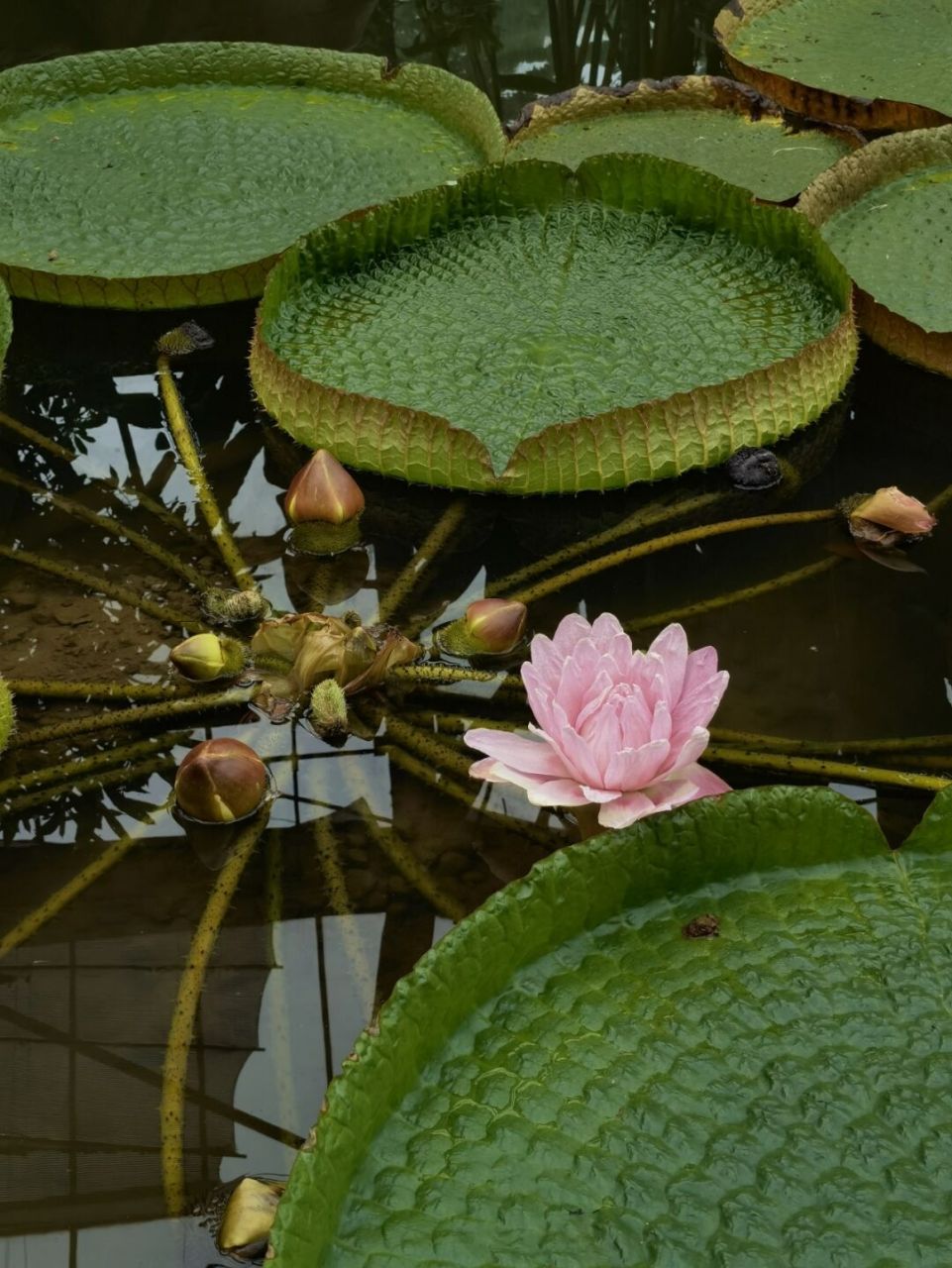 喜欢🌸,欣赏🌸-莲中王者"王莲" 王莲 睡莲科王莲属,见《华南植物