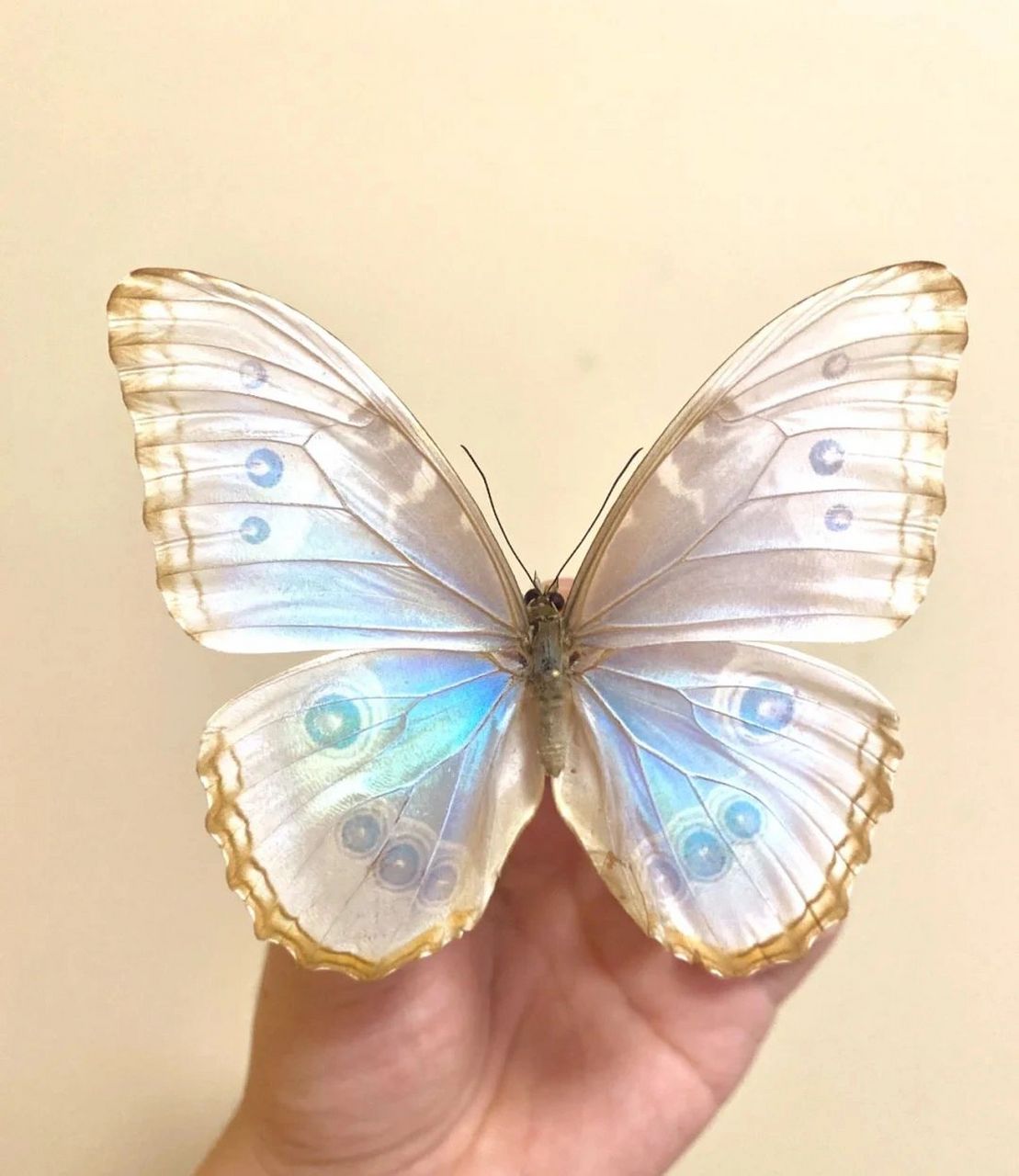 世界上最美的六只蝴蝶.