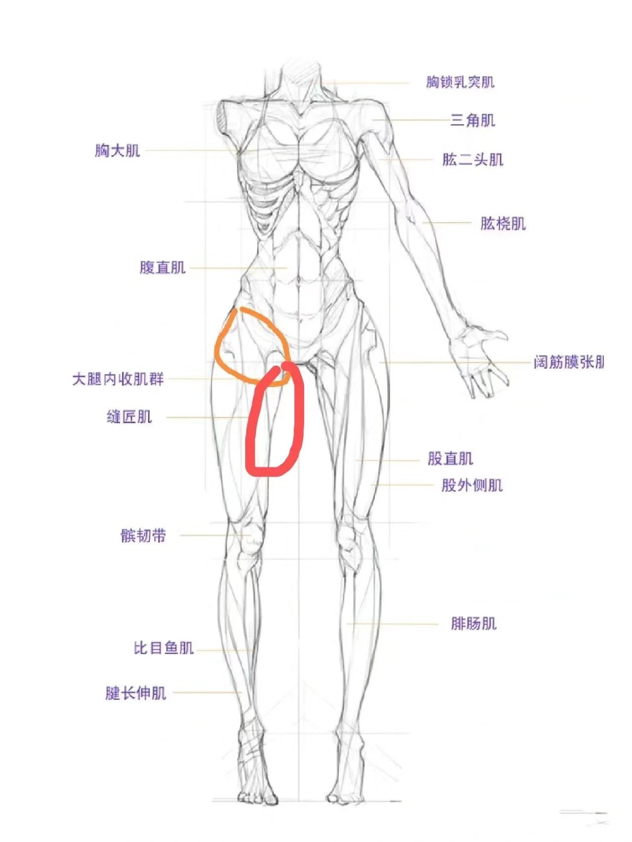 左筋线在哪个位置图片图片