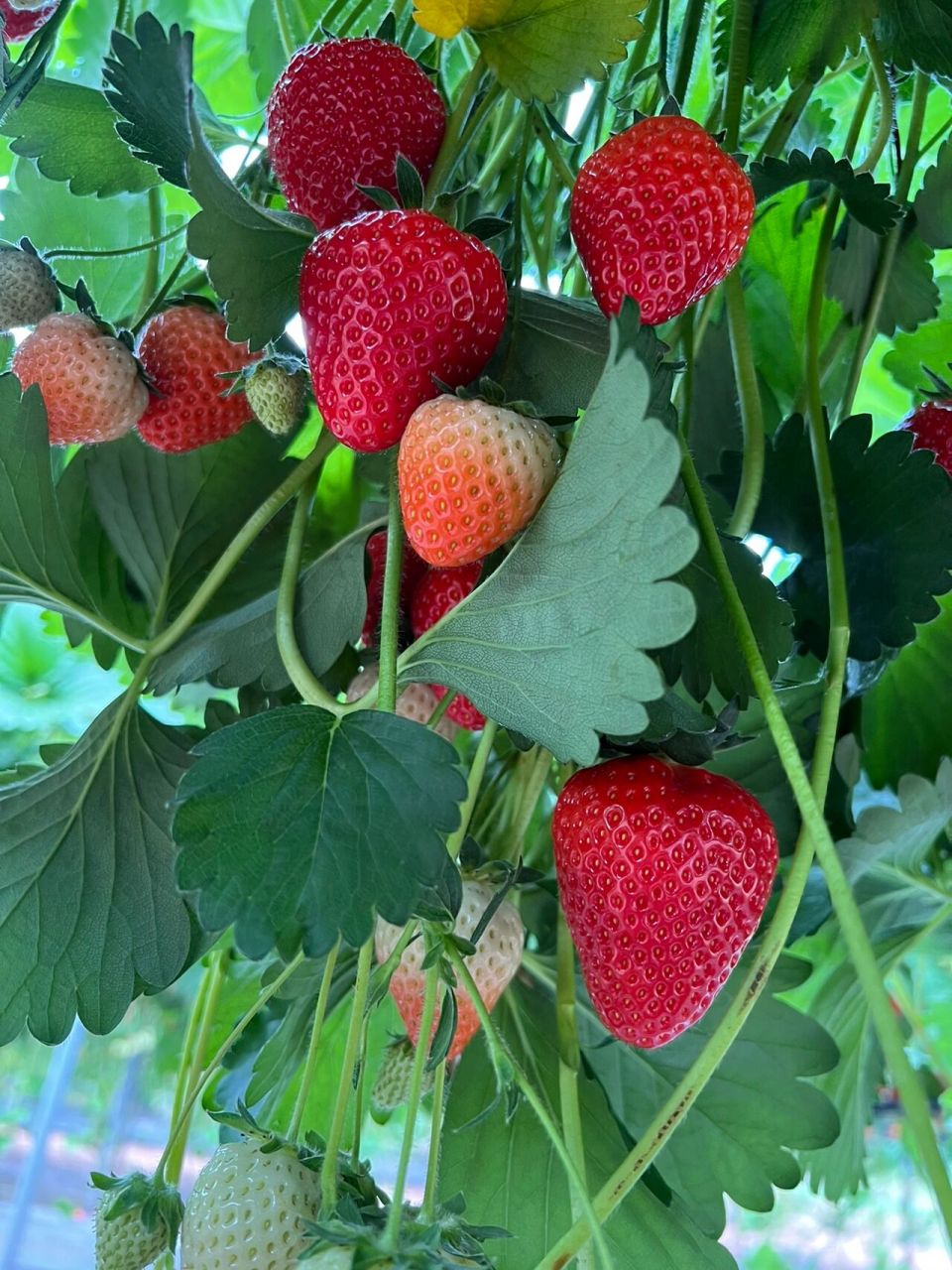 秘诀在笔记 农场名称:manor farm fruit 农场地址:watling st, hints