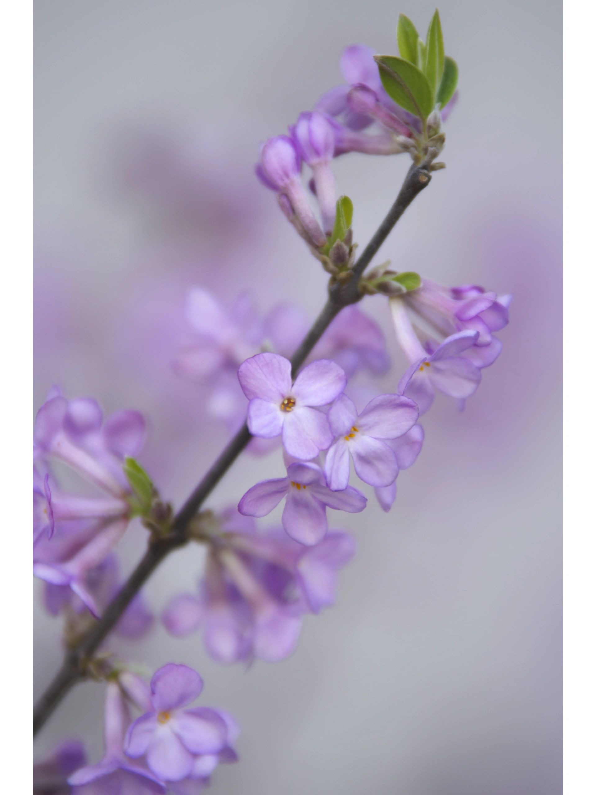 芫花花语图片