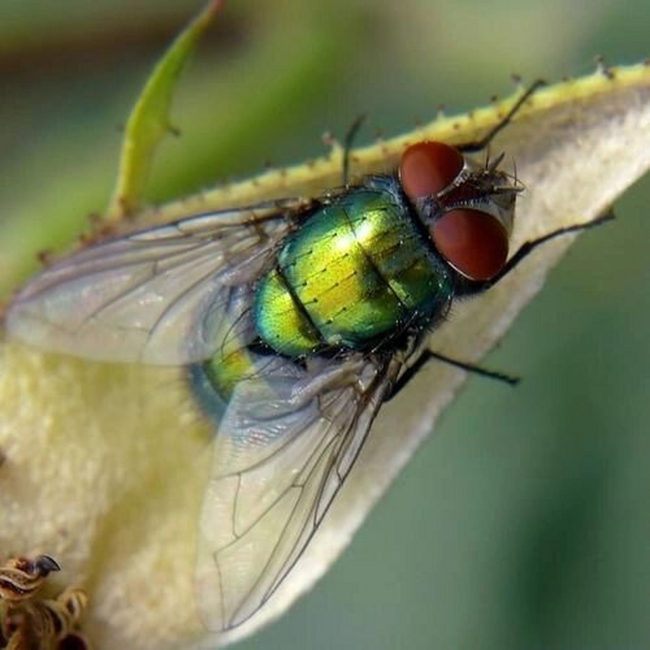 绿豆蝇(恐虫勿入) 绿豆蝇(phaenicia sericata 或 lucilia sericata)